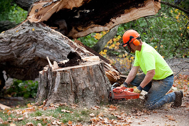Best Tree Health Inspection  in Carrollton, IL