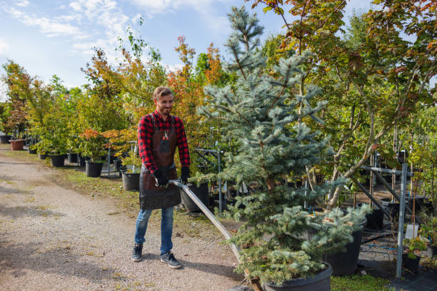 How Our Tree Care Process Works  in  Carrollton, IL